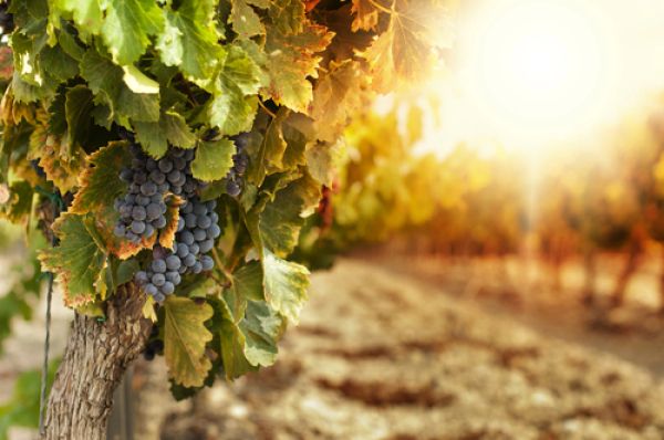 vignoble