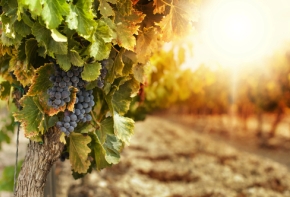 vignoble